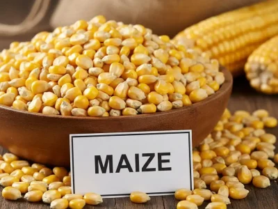 maize